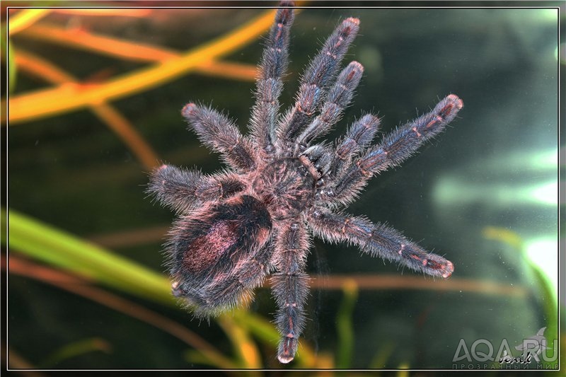 Avicularia