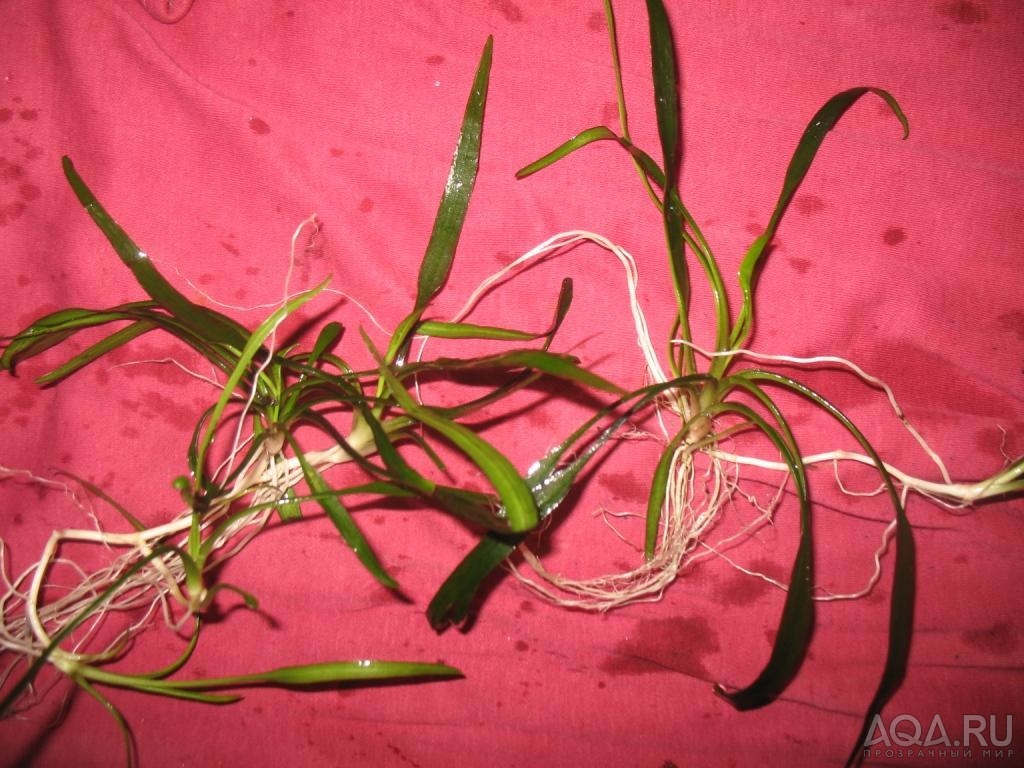 Cryptocoryne lucens???