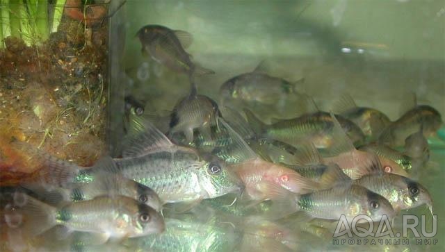 Corydoras MIX