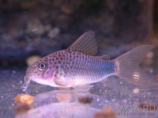 Corydoras similis