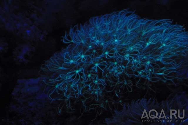 Biological Fluorescence