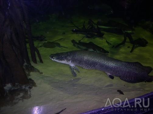 Arapaima