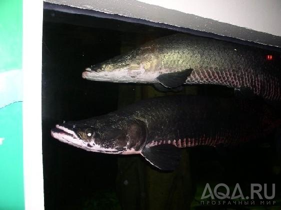 Ta zhe Arapaima no so svoim Arapaimom