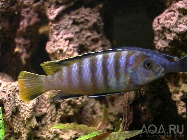 pseudotropheus elongatus