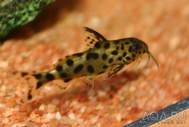 Synodontis angelicus