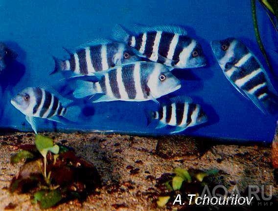 Cyphotilapia frontosa 