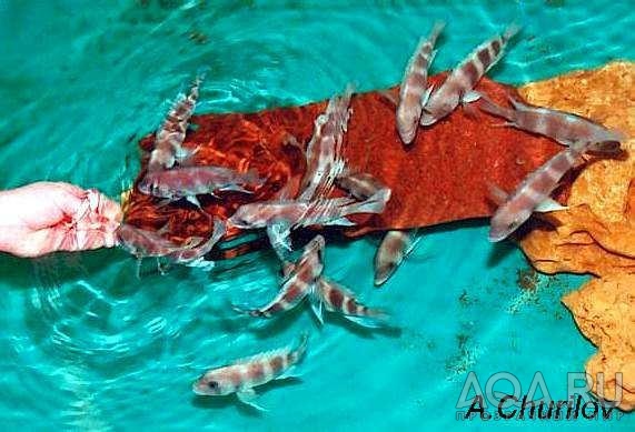 Cyphotilapia frontosa 