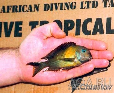 Tropheus brichardi 