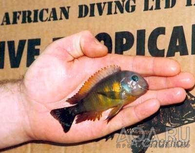 Tropheus brichardi 