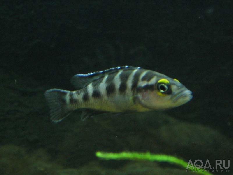 Neolamprologus buescheri