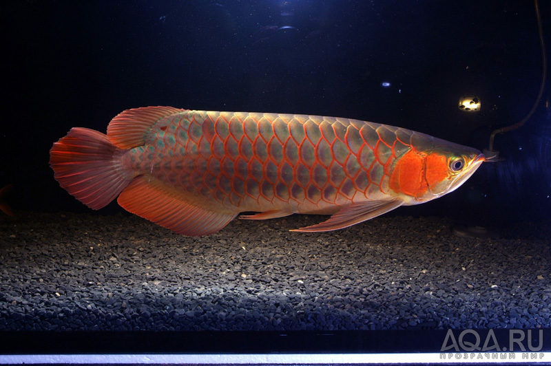 Violet Fusion Red Arowana