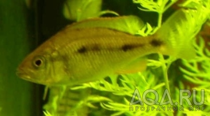 Dimidiochromis