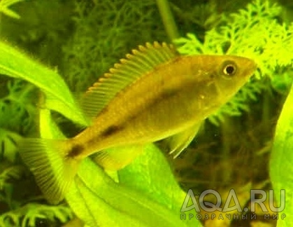 Dimidiochromis_