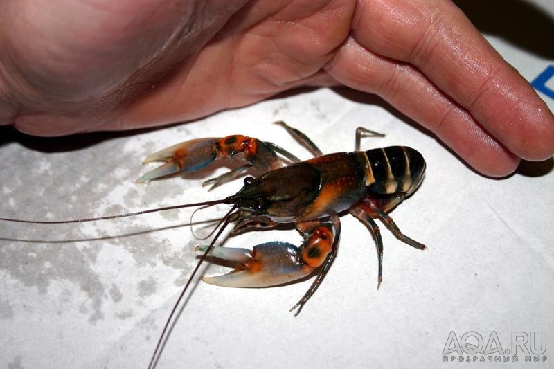 Cherax papuanus