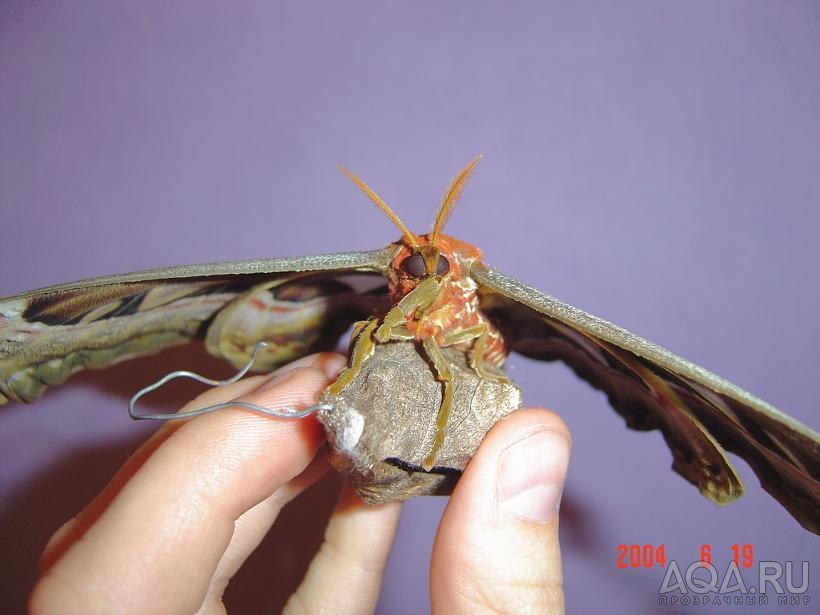 Attacus atlas! Умывается!