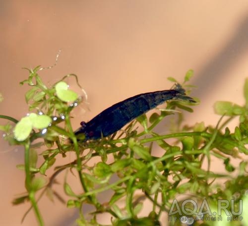 neocaridina sp. Crystal Blue