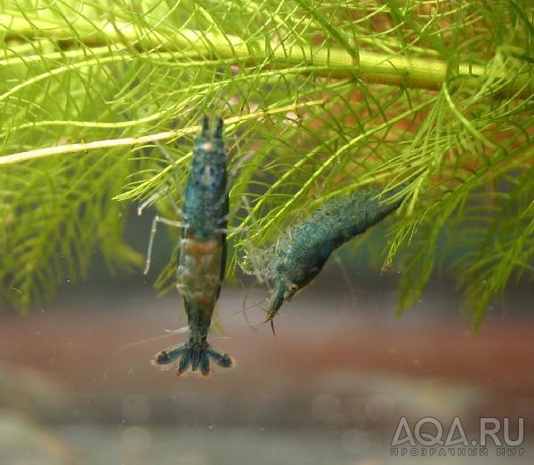 neocaridina sp. Crystal Blue