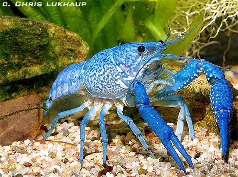 Голубой флоридский рак Procambarus alleni