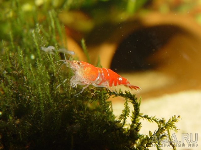 Caridina spec. Crystal Red