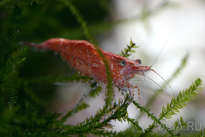 Neocaridina denticulata sinensis var. red