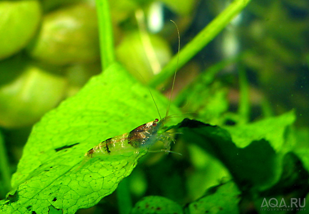 Neocaridina sp./BLACK-WHITE-B