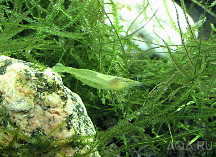 Neocaridina sp.GREEN