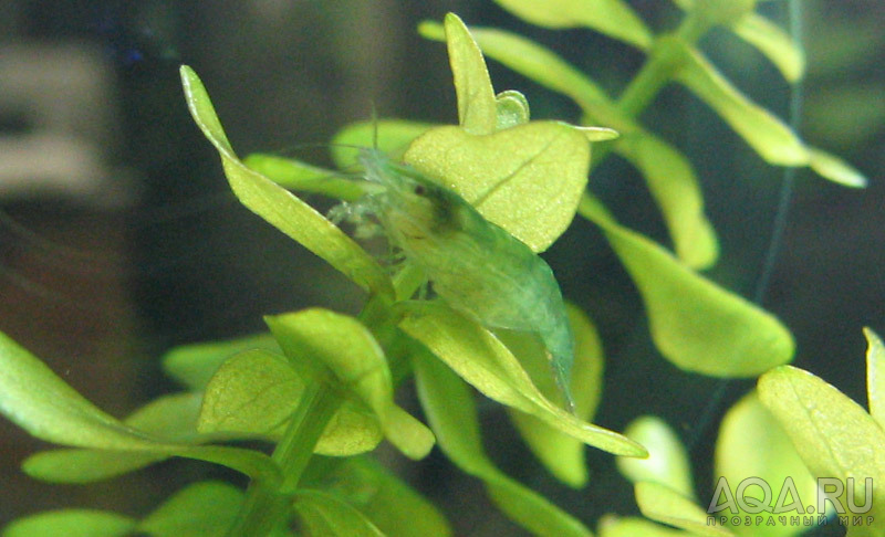 Neocaridina sp.GREEN