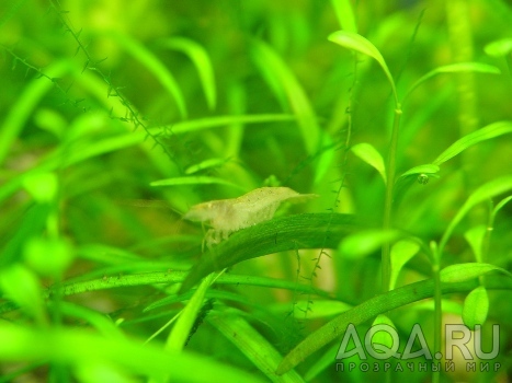 Neocaridina sp.GREEN светлоглазый