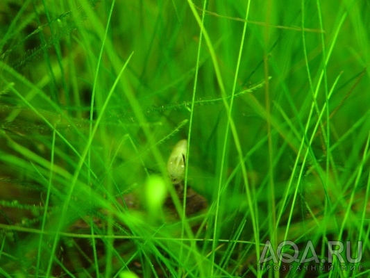 Креветка зеленая, светлоглазая разновидность
