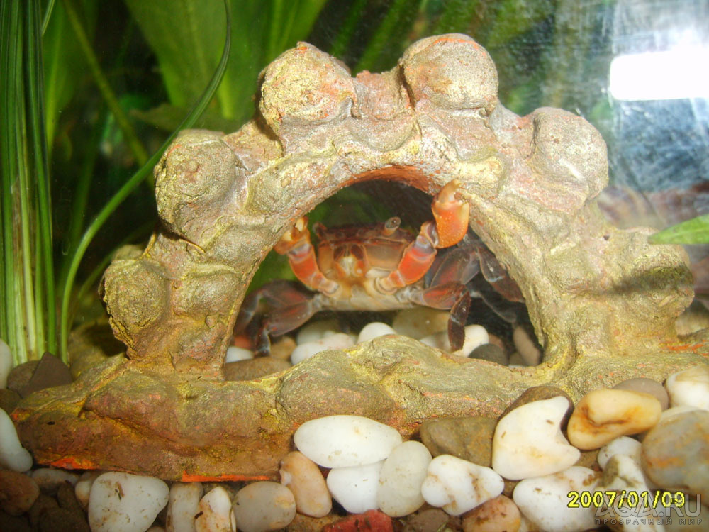 Dromia enythopus – Fresh Water Crab-Red