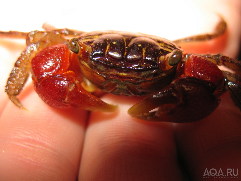 Краб Sesarma bidens