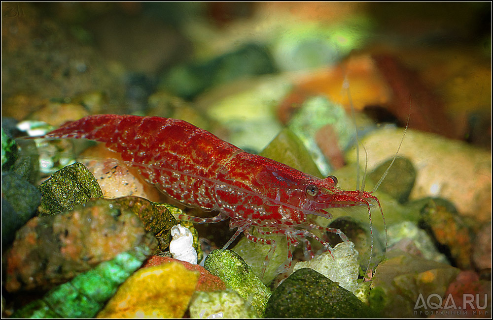 Red Cherry Shrimp (Neocaridina denticulata)