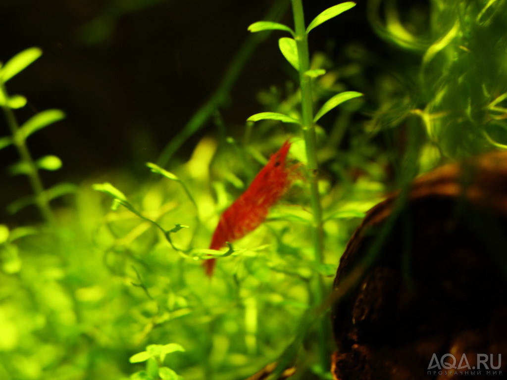 neocaridina cherry