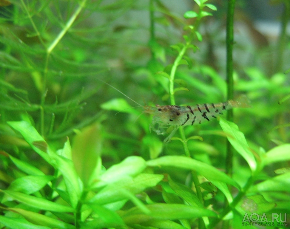 TIGER SHRIMP  2