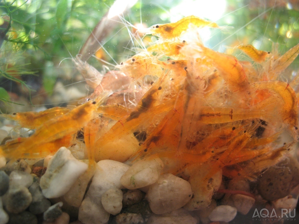 CARIDINA CF. PROPINQUA 2