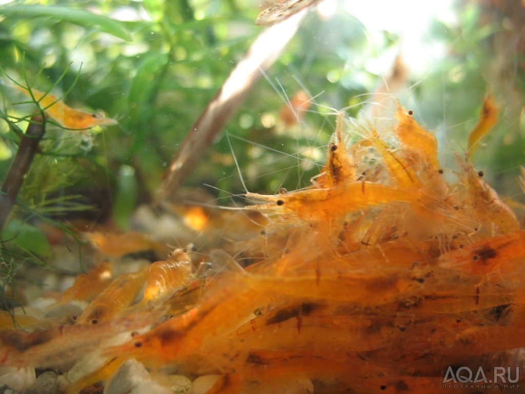 CARIDINA CF. PROPINQUA 3