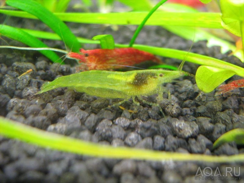 Caridina cf. babaulti 