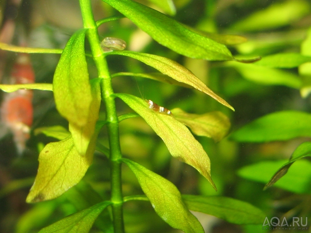 BLACK & WHITE CRYSTAL SHRIMP -2