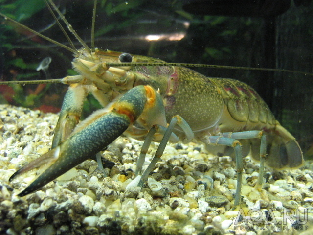 Cherax quadricarinatus