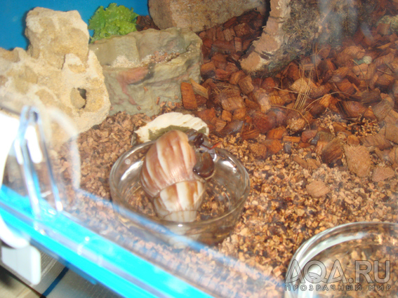 Hermit crab - 2