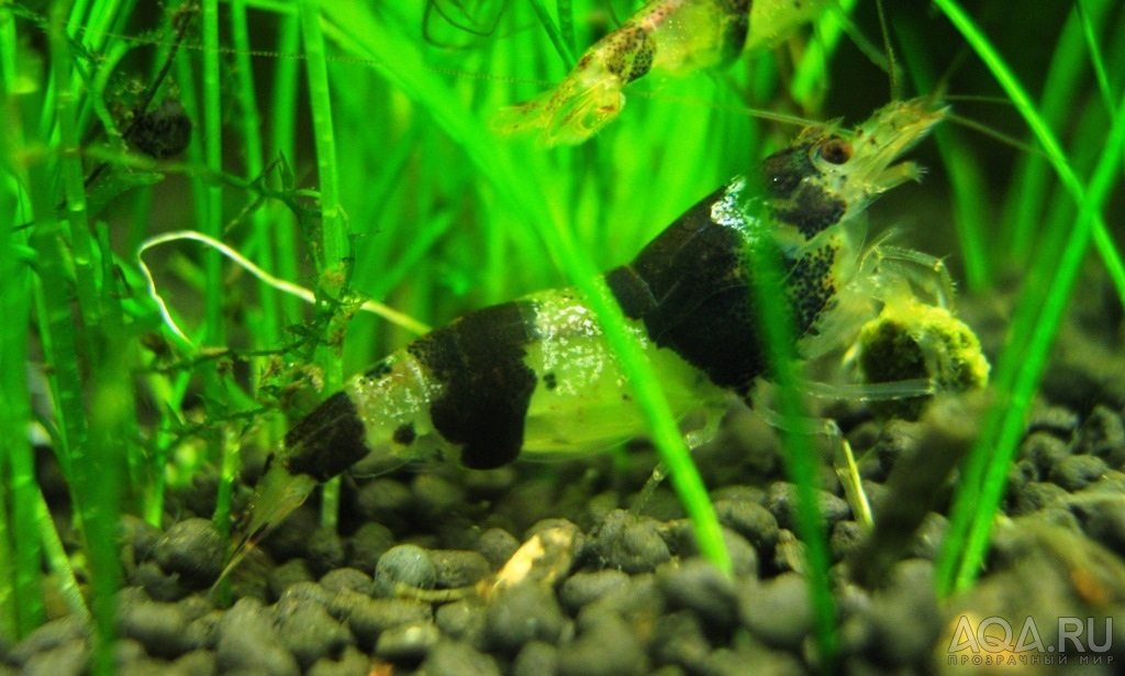 Bumblebee Shrimp (Caridina serrata)