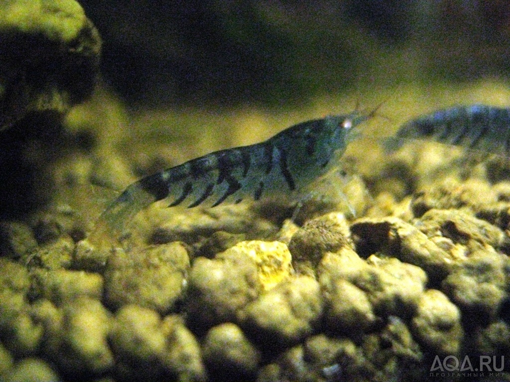 Blue Tiger Shrimp