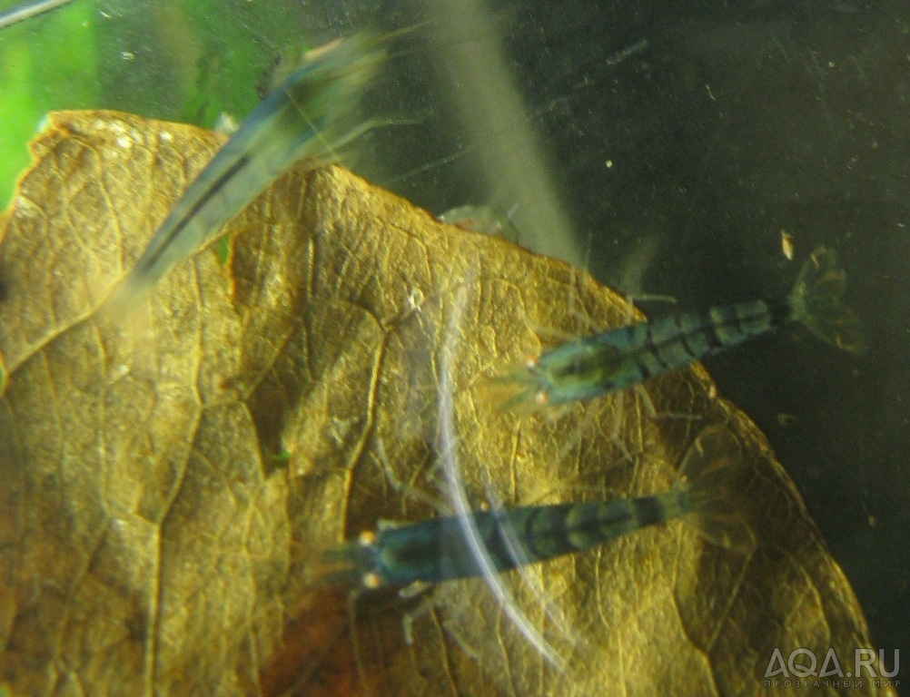 Blue Tiger Shrimp - Orange Eyes