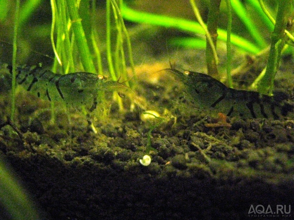 -Blue Tiger Shrimp - Orange Eyes