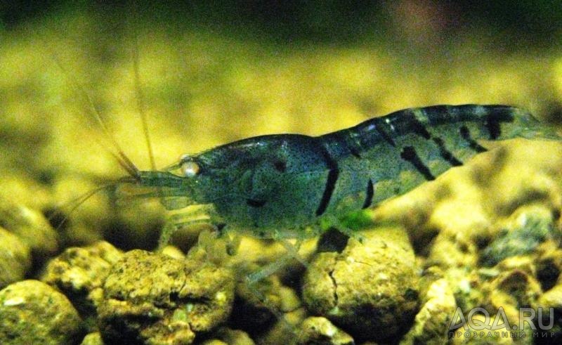 Blue Tiger Shrimp - Orange Eyes