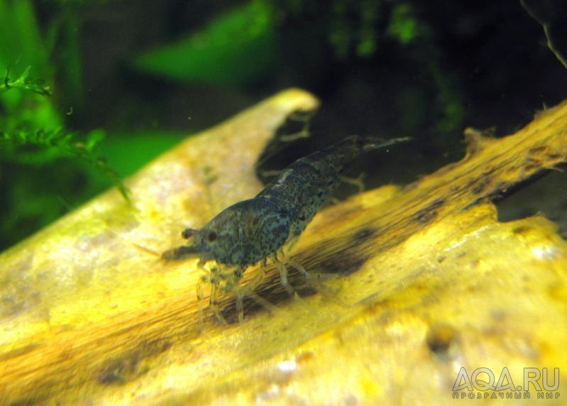 Neocaridina sp.BLUE