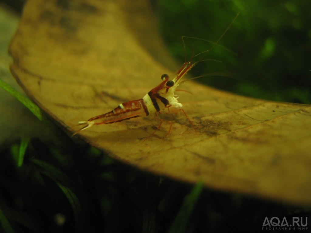 Caridina sulawensis Sp.- - Sulawesi Shrimp species - Harlequin Shrimp