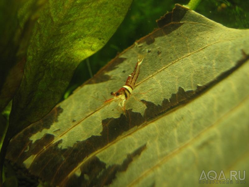 Caridina sulawensis Sp.- - Sulawesi Shrimp species - Harlequin Shrimp - Sulawesi Shrimp species - Harlequin Shrimp