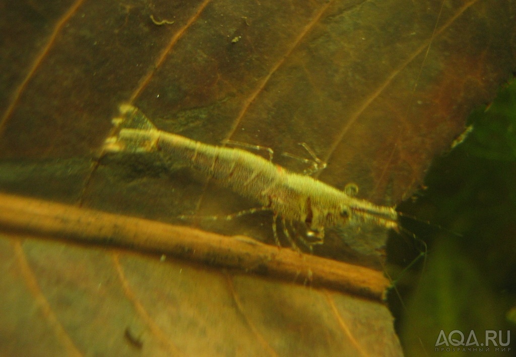 Caridina sulawensis Sp.- - Sulawesi Shrimp species -