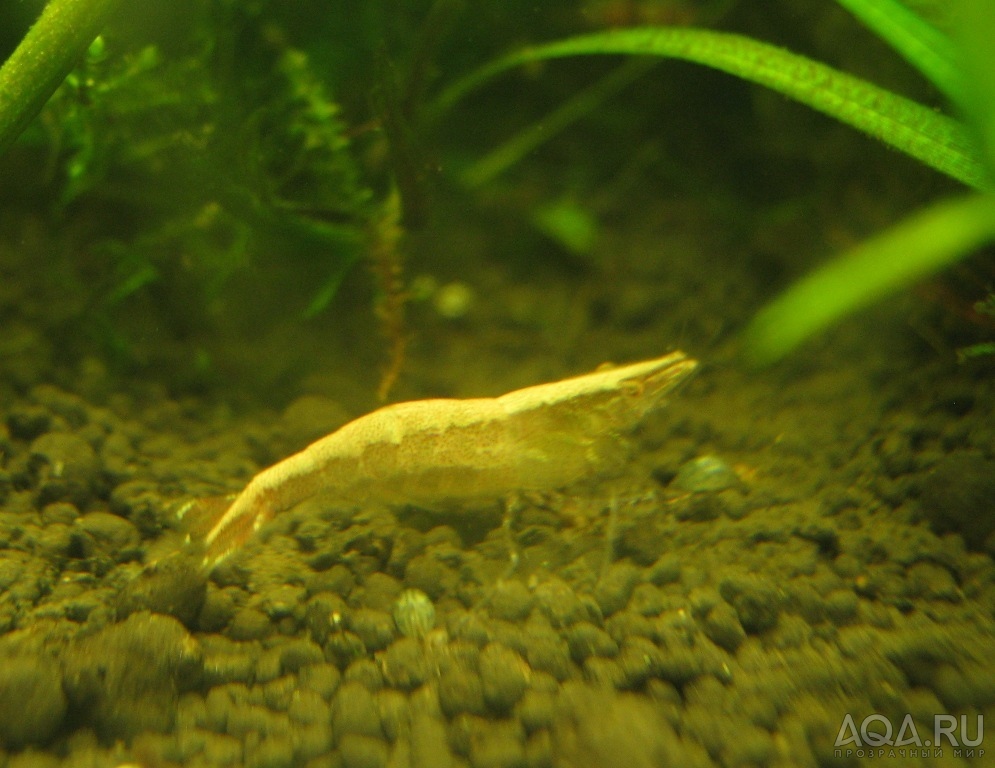 Sulawesi Shrimp species - White Line Bee?